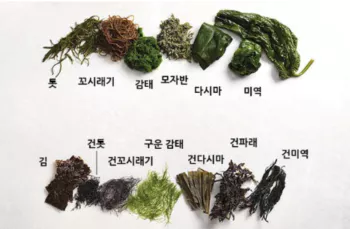 해조류4