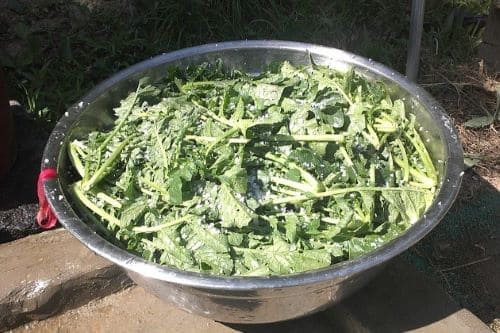 열무-손질하기-다듬기-소금-절이기