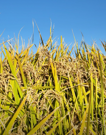 이천 도드람쌀효심