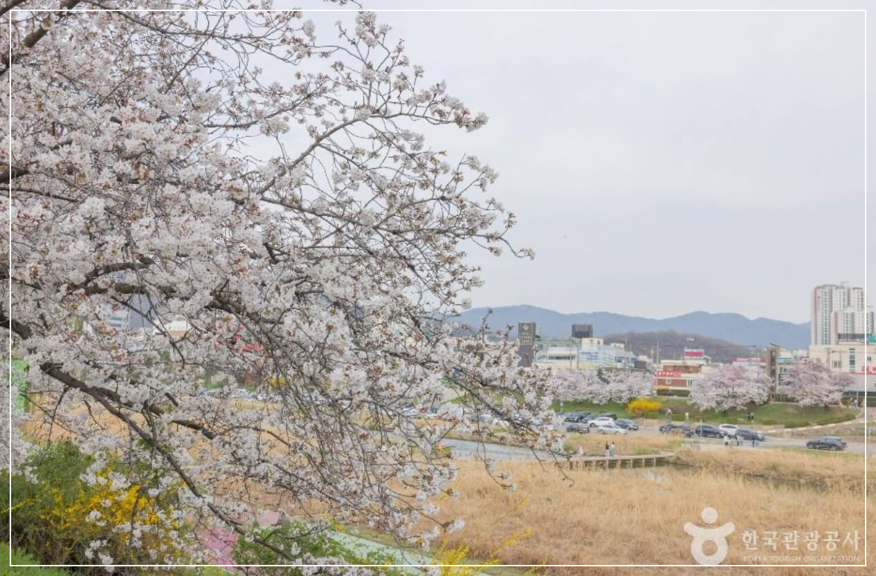 청주 가볼만한곳 베스트10 무심천 벚꽃길