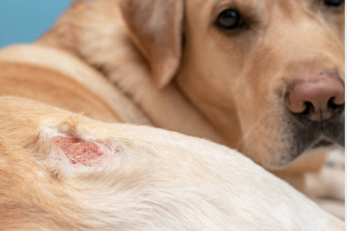 강아지 피부 트러블