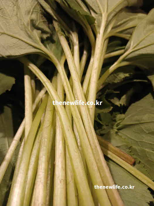 머위 효능 기관지 건강 사포닌