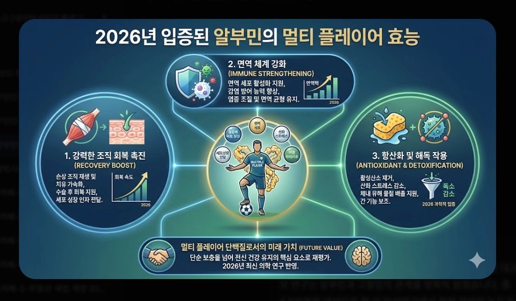 알부민 효능 완벽 분석 [2026 최신] 부족 증상 수치 및 올바른 제품 선택 가이드