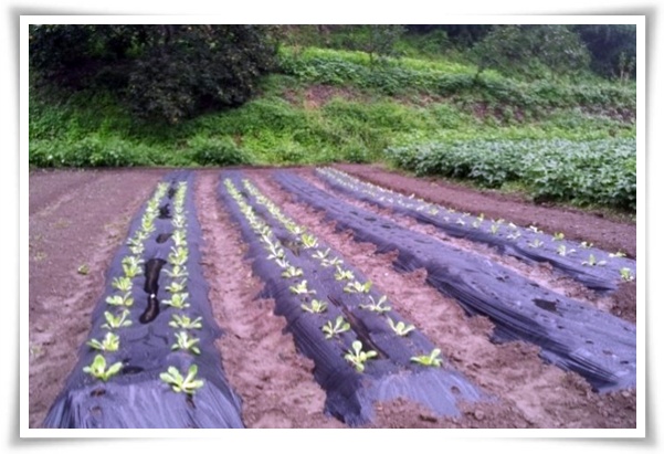 텃밭 "8월, 김장 배추 심으세요!" 올 가을 김장은 지금부터!