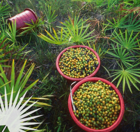 전립선-건강-영양제-추천