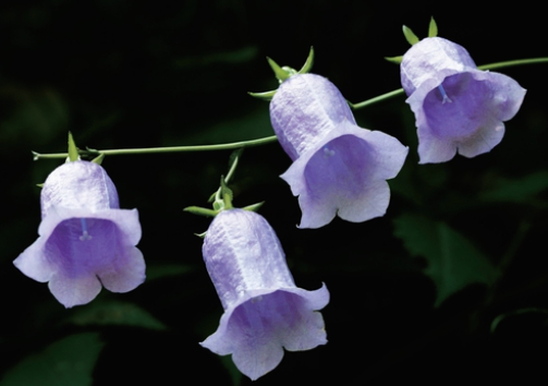 가을에 피는 꽃 금강초롱꽃