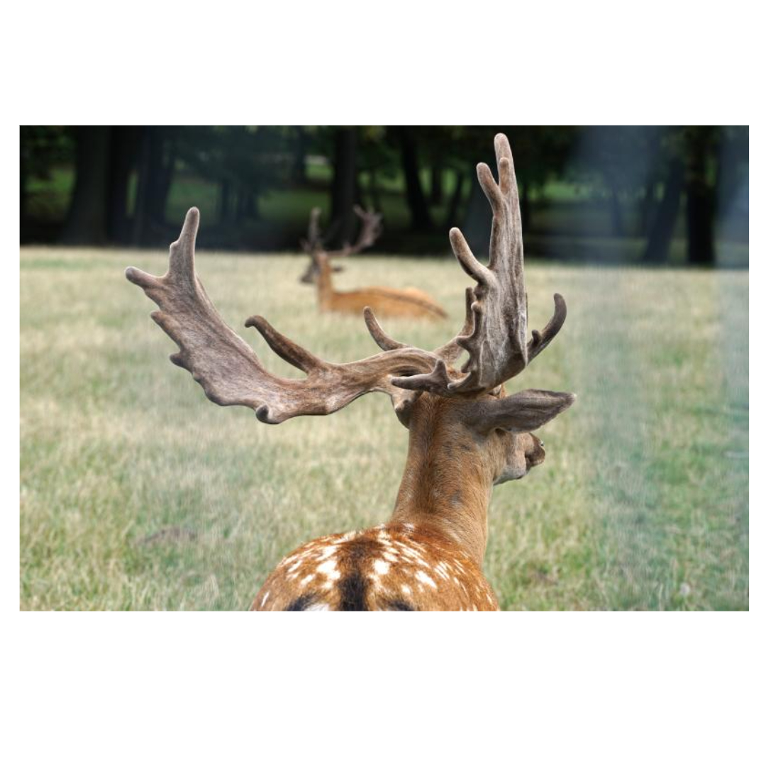 녹용과 관련된 사진입니다.