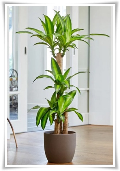 &quot;행운목&quot; 행운을 불러오며 실내 정원을 아름답게 가꾸는 초록의 친구!