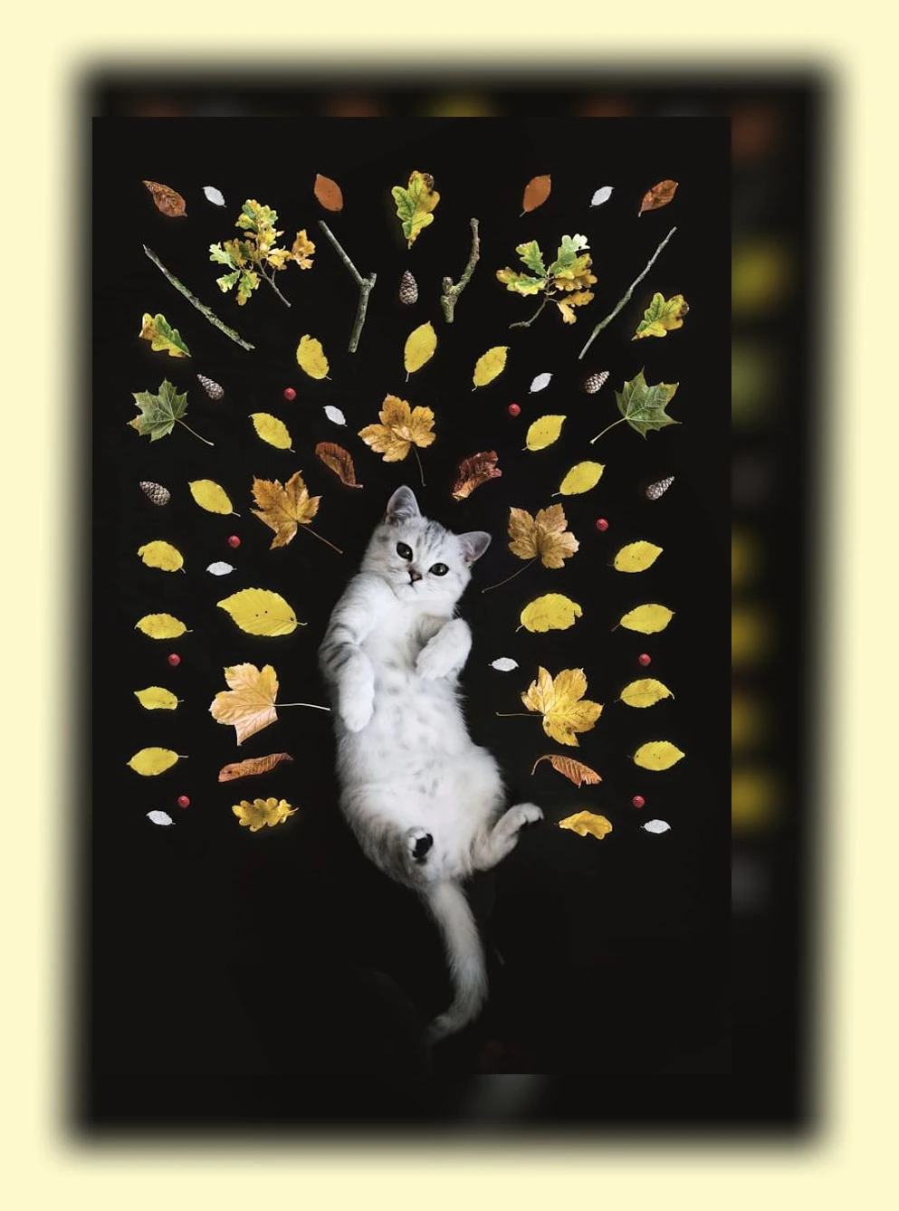 고양이 건강 관리_2_subsection