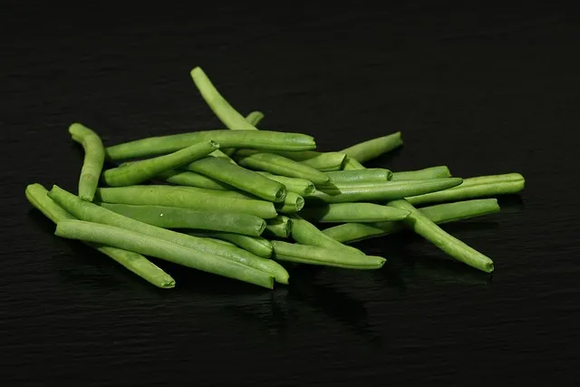 강낭콩 재배 파종 간격 잡초 억제 멀칭 요령_6