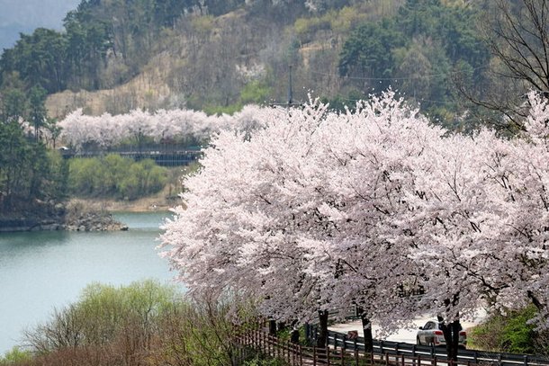 임실-옥정호-10km-벚꽃길-산책길-위치-주차-주변-명소