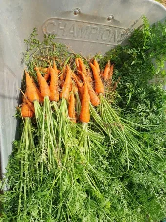 당근 재배 씨 뿌리기 토심 확보 잡초 관리_30