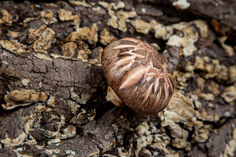 밀린 식품 포고 버섯