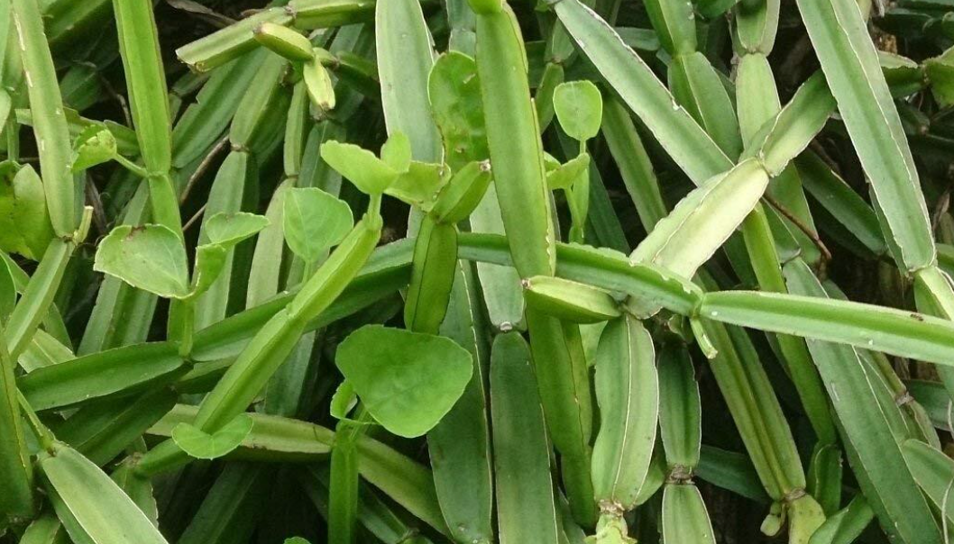 시서스-효능-복용방법-부작용-다이어트-알아보기