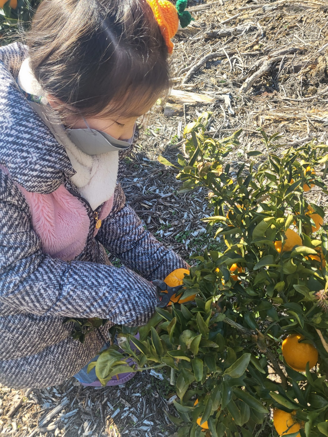 제주도 한라봉 체험, 감귤 체험