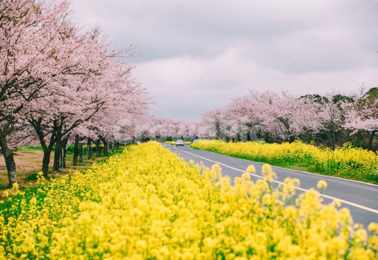 국내 벚꽃 명소 베스트 5 ❘ 봄이 오면 꼭 가봐야 할 여행지 추천!