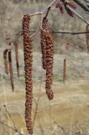 꽃가루알레르기발생-오리나무-이미지