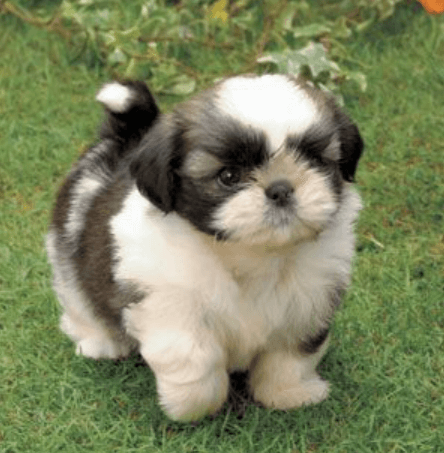 시츄-아기-강아지