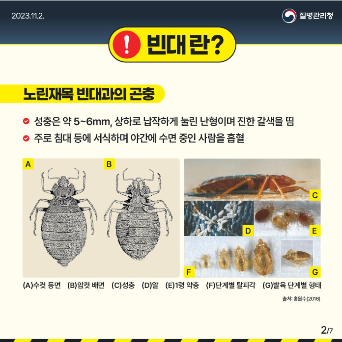 빈대란