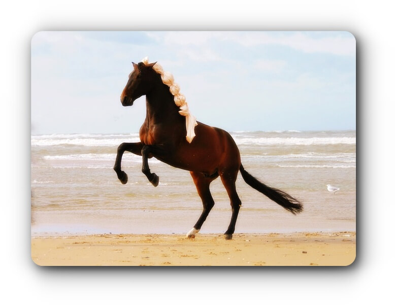 prance-image