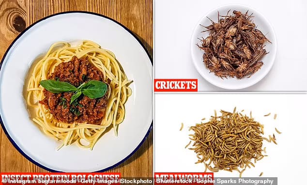 아이들에게 고기 말고 메뚜기 먹기 장려하는 영국 프로젝트 VIDEO: Slaughter-free steaks: Food tech company cultivates lab-grown beef