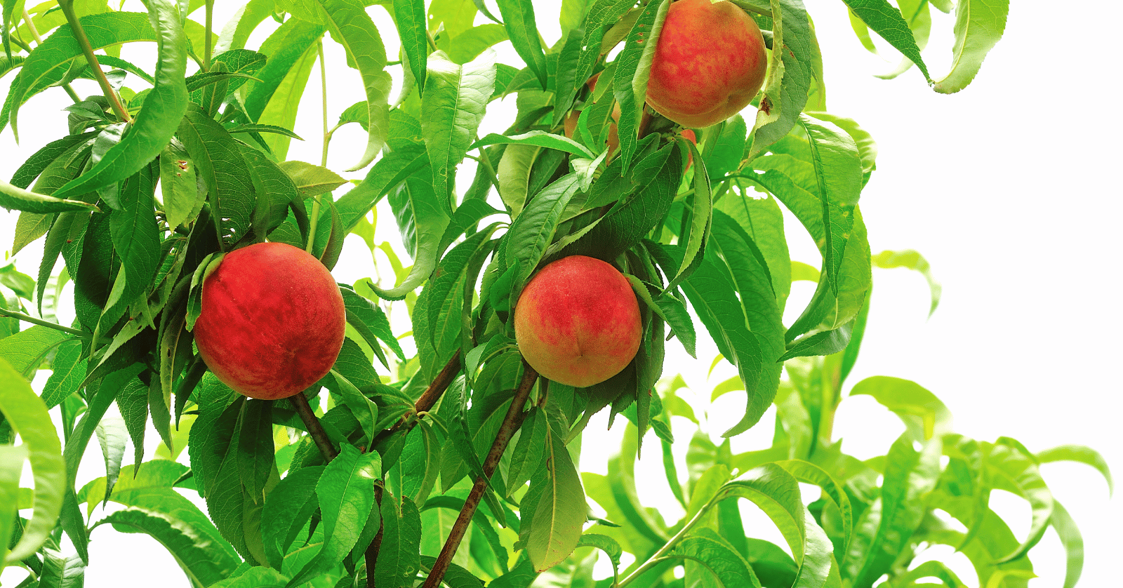 개복숭아수확시기