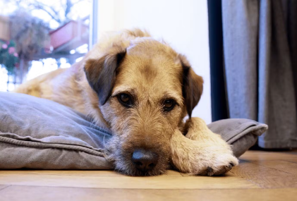 시무룩한 강아지