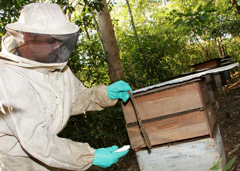 프로폴리스 효능 효과