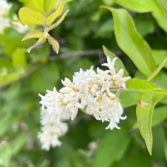 진한 향기에 취해버리는 이 꽃 산책로 옆 울타리 쥐똥나무_21