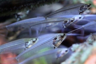 투명 물고기, 글래스 캣피쉬의 생태와 실내 수조 구성법