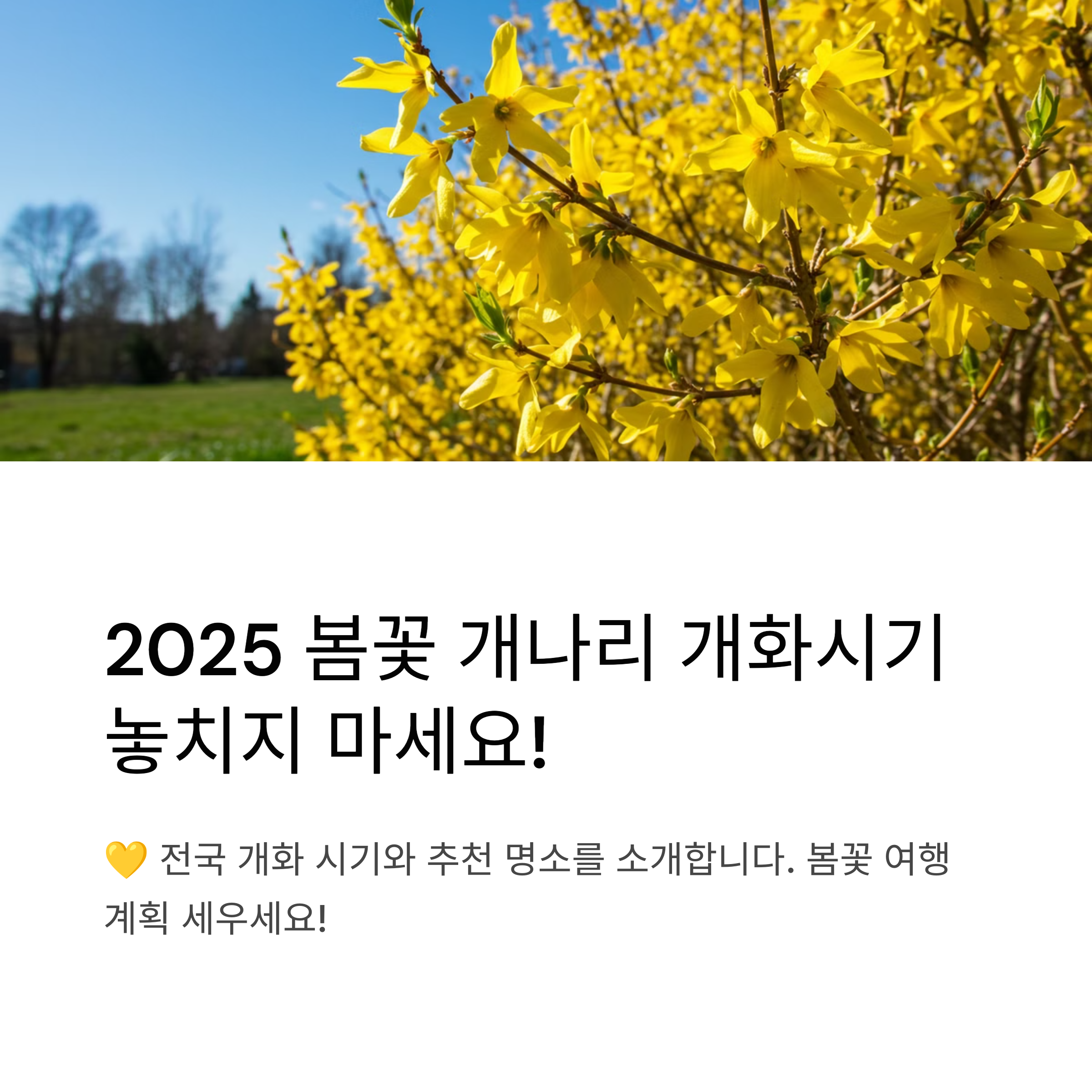 2025 봄꽃 개나리 개화시기 - 지역별 일정 및 관람 가이드