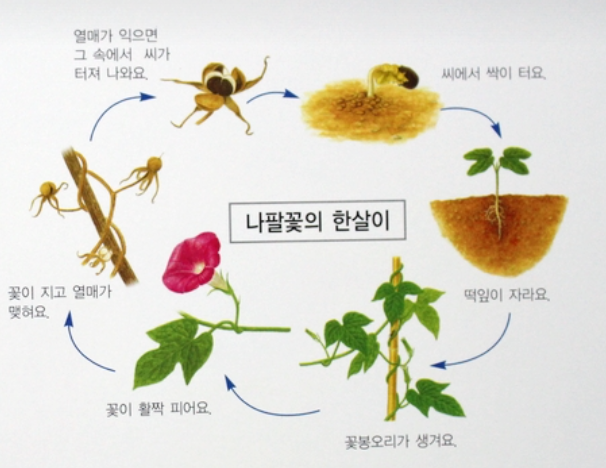 나팔꽃 한살이(출처 한국헤밍웨이 나팔꽃 책)