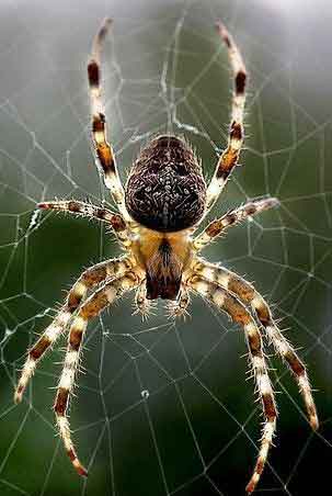 거미줄 위의 거미