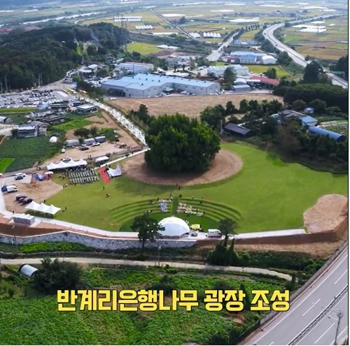 원주 반계리 은행나무