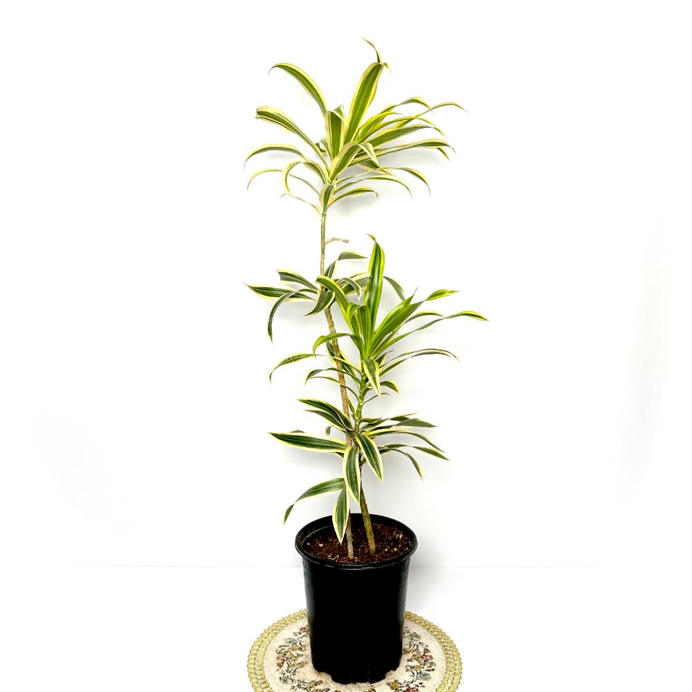 송오브인디아 키우기, 가지치기, 꽃말