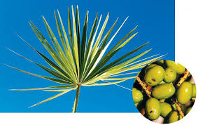 쏘팔메토의 작용 원리