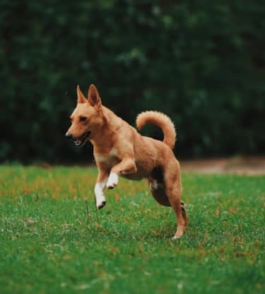 면역력과 반려동물