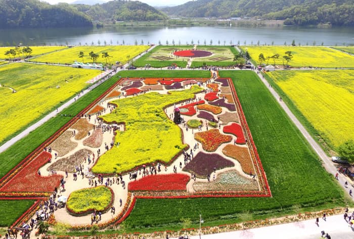 창녕 낙동강 유채꽃축제 ❘ 국내 최대 유채꽃밭! 일정, 명소, 즐길 거리, 꿀팁 총정리