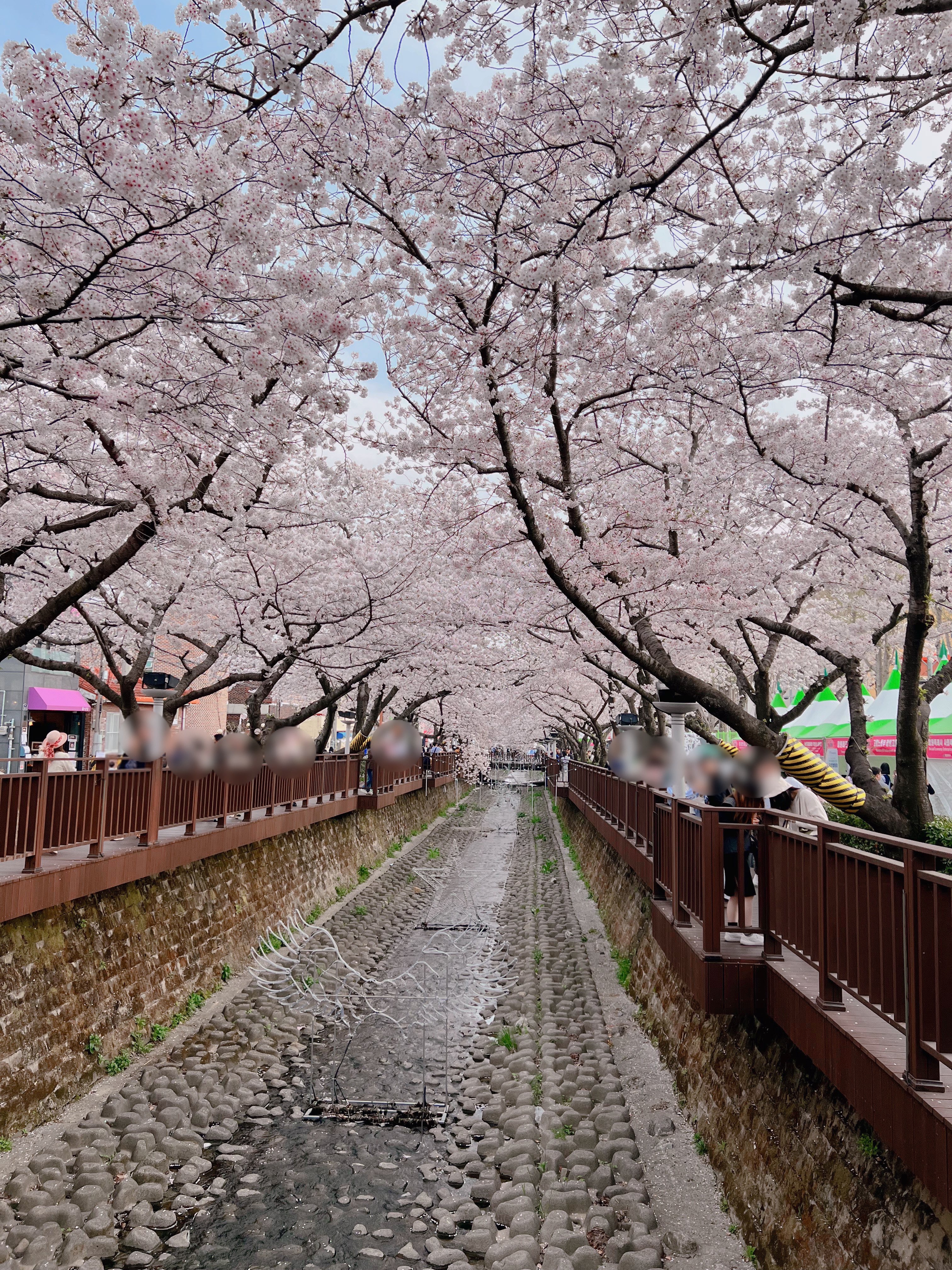 다강지로그 진해군항제 벚꽃사진