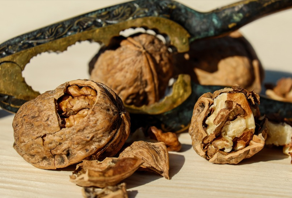 모발의 탄력에 도움이 되는 호두