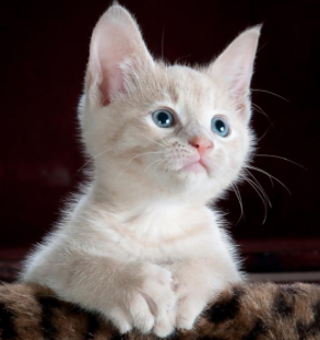 고양이 중성화 수술지원금 신청방법