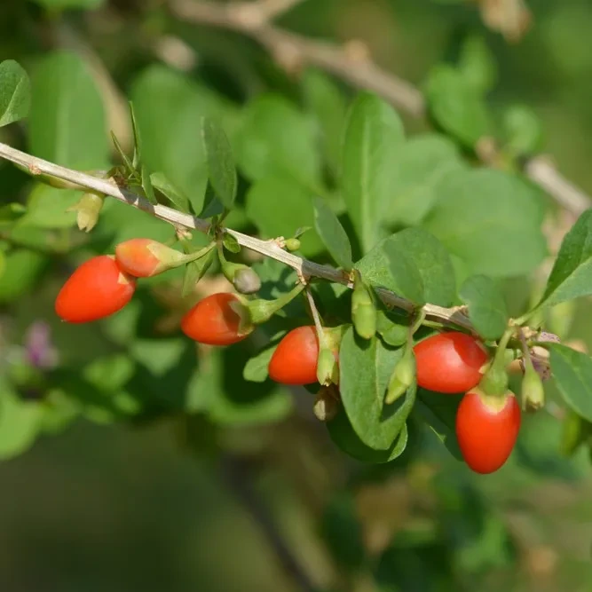[정원수목]모기&middot;해충 줄이는 정원수 추천 10가지