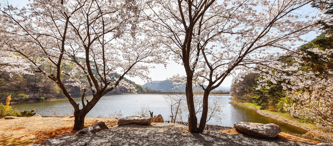 경기도 벚꽃 캠핑장 김포,포천,용인,안성