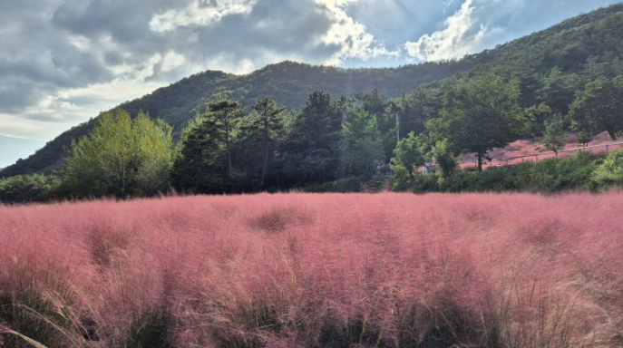 9월 25일 개화 현황