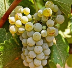 Alvarinho