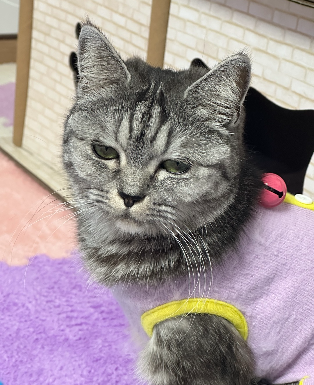 고양이 소변실수 교육