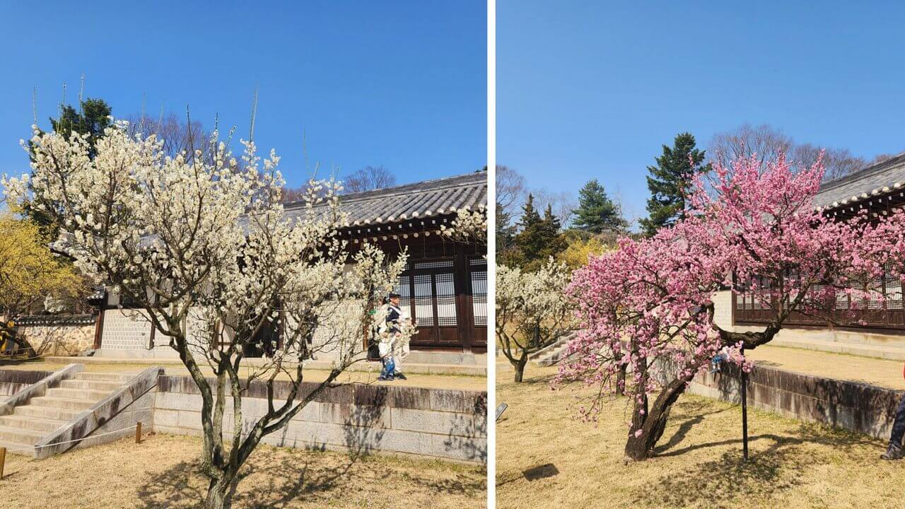 현충사 고택 마당에 피어난 선명한 홍매화와 그 옆으로 흐드러지게 핀 하얀 벚꽃이 조화를 이루는 봄날 경관