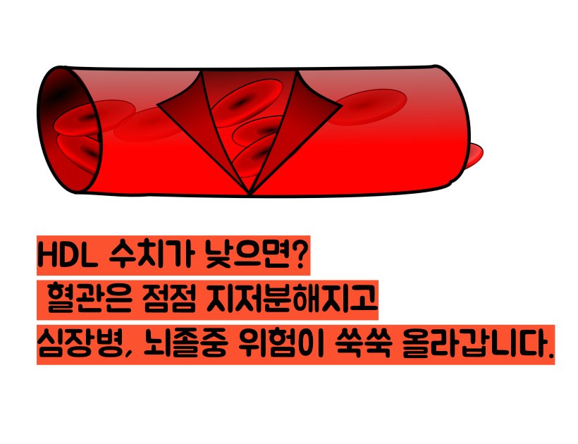 hdl콜레스테롤 정상수치