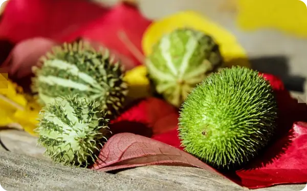 오이지 담그는 방법