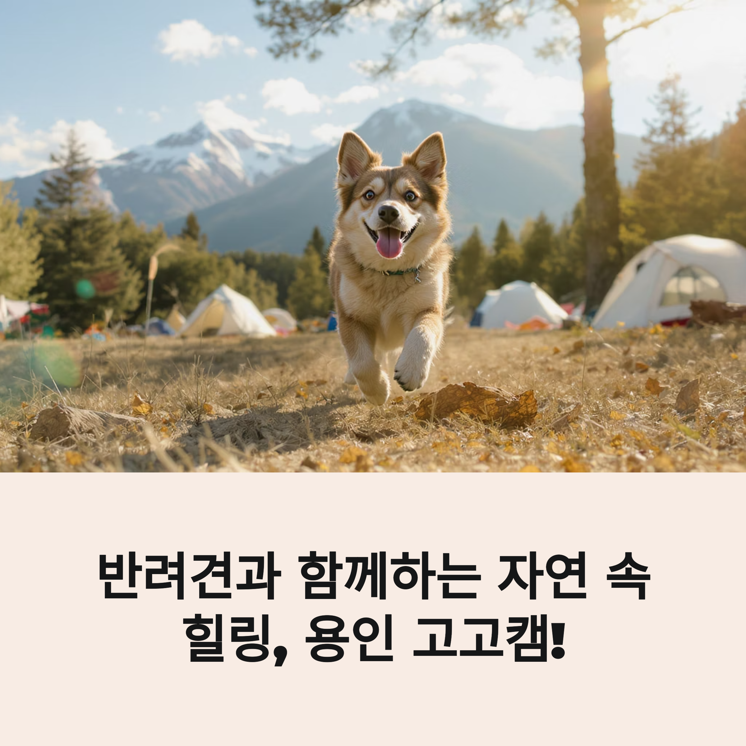 애견동반 캠핑의 성지! 용인